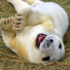 Улыбающийся, счастливый, довольный тюлень