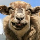 Улыбающаяся, счастливая, довольная овца