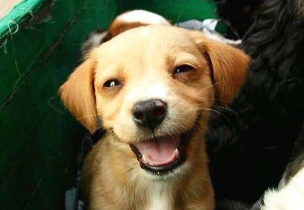 Улыбающийся, счастливый, довольный щенок