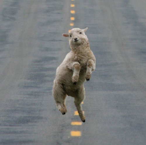 Улыбающаяся, счастливая, довольная овца