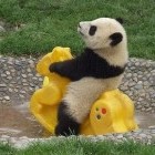 Улыбающаяся, счастливая, довольная панда