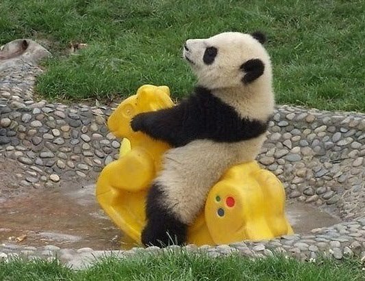 Улыбающаяся, счастливая, довольная панда