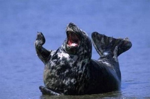 Улыбающийся, счастливый, довольный тюлень