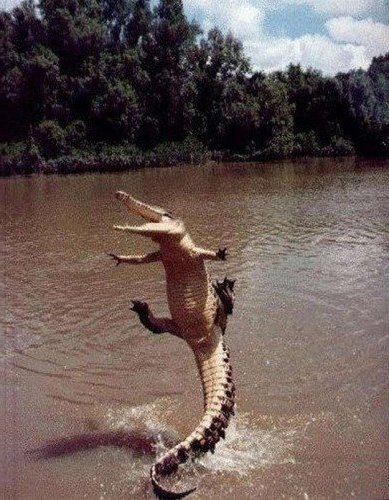 Улыбающийся, счастливый, довольный крокодил