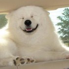 Улыбающаяся, счастливая, довольная белая собака