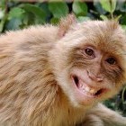 Улыбающаяся, счастливая, довольная обезьяна