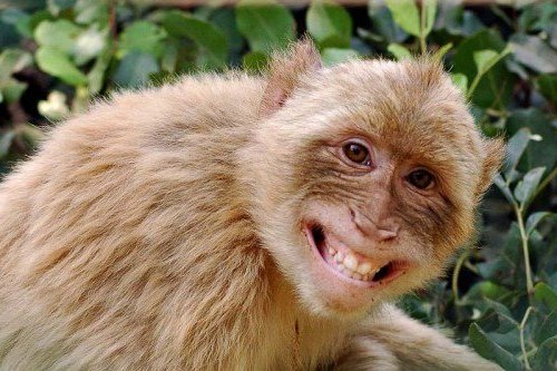 Улыбающаяся, счастливая, довольная обезьяна