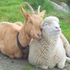 Улыбающаяся, счастливая, довольная овца и козел