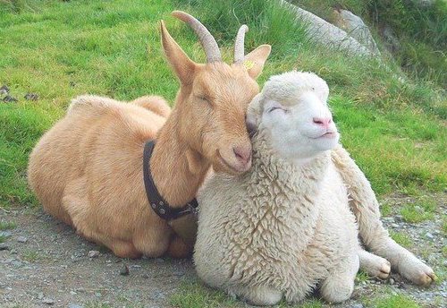 Улыбающаяся, счастливая, довольная овца и козел